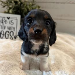 Gracie - Piebald female Dachshund puppy in Gerber, California from Red Dirt Doxies