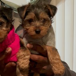 Yorkshire Terriers from Evelyn's Yorkies