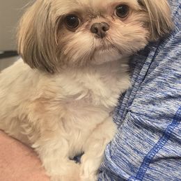 LEXI - Shih Tzu