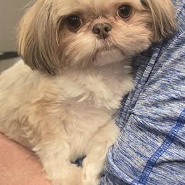 LEXI - Shih Tzu