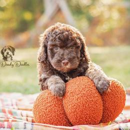 Aussiedoodle Puppies from Dani's Dandy Doodles
