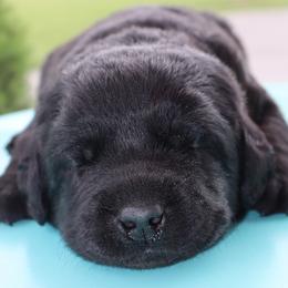 Durango - Black male Labrador Retriever puppy in Camden, Indiana from Prebleridge Acres