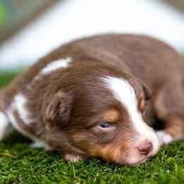 Coral - Red tri female Toy Australian Shepherd puppy in Granbury, Texas from Best Little Aussies