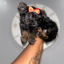 Italy - Black and tan female Yorkshire Terrier puppy in Lynwood, Illinois from SaintNicksWay