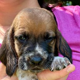 Male 5 - Mahogany and white male Basset Hound puppy in Lindley, New York from Hill Top Basset Hounds & Cane Corso