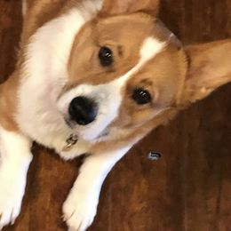 Pembroke Welsh Corgi All Grown Up from Thistle patch corgi farm