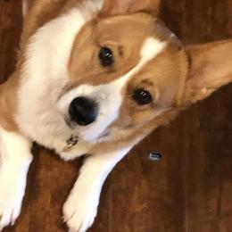 Pembroke Welsh Corgi All Grown Up from Thistle patch corgi farm