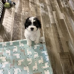 Pogo - Parti male Maltipoo puppy in Wayland, New York from Loris Pampered Pooches💕