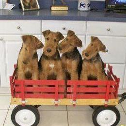 Airedale Terriers from Timberwyck Airedales