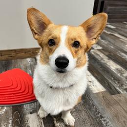 Maple - Red female Pembroke Welsh Corgi puppy in Flat Rock, Alabama from Fluffy Butt Acres
