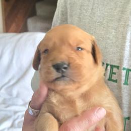 Orange collar Zeus - Dark golden male Golden Retriever puppy in Portland, Oregon from Mount Hood Golden Retrievers