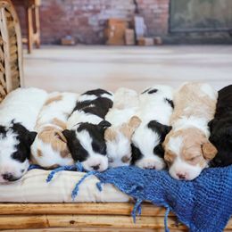 Goldendoodle puppies from Backcountry Doodles