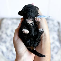 Mike - blue collar boy - Tri-color male Cavapoo puppy in Melbourne, Florida from Space Coast Doodle Co.