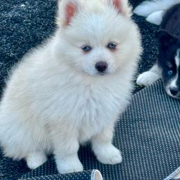 Cream male - White male Pomsky puppy in Lemon Cove, California from Magic Ranch Mini Aussies