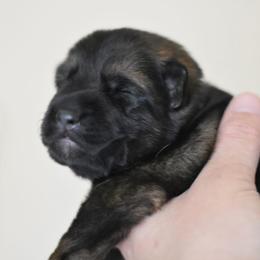 Green collar - Sable female German Shepherd puppy in Wahoo, Nebraska from Von Solidago