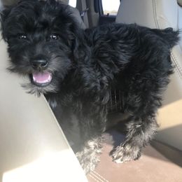 Schnoodle Puppies from RR Schnoodles