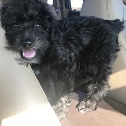 Schnoodle Puppies from RR Schnoodles
