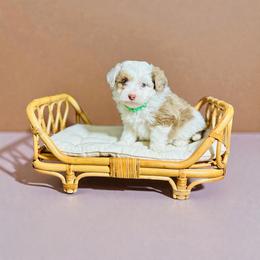 Mike Wheeler - Red merle male Aussiedoodle puppy in Dunn, North Carolina from Sandy Creek Kennels