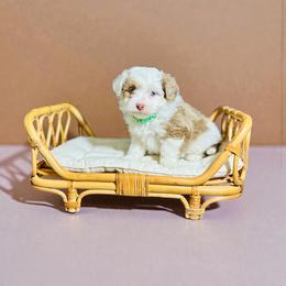 Mike Wheeler - Red merle male Aussiedoodle puppy in Dunn, North Carolina from Sandy Creek Kennels