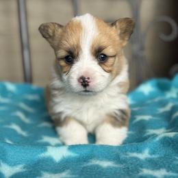 Baer - Sable female Pembroke Welsh Corgi puppy in Axtell, Nebraska from Lost Creek Corgis