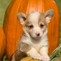 Cider - Red male Pembroke Welsh Corgi puppy in Marshall, Missouri from The King’s Corgis