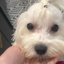 Kronk - Maltese