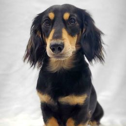 Snickers - Dachshund