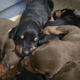 Purple collar black female - Black and rust female Doberman Pinscher puppy in Houston, Texas from Draggin Dobermans & Great Danes