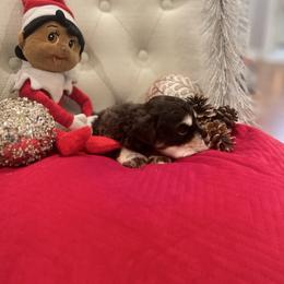 Boy 3 - Liver male Miniature Schnauzer puppy in Yorktown, Texas from Snanzzy Minature Schnauzers