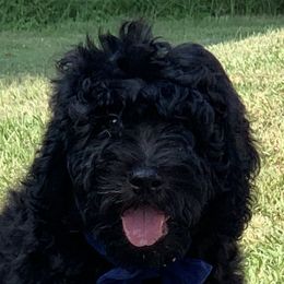 Sheepadoodle Puppies from Riley Grace Puppies
