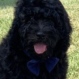 Sheepadoodle Puppies from Riley Grace Puppies
