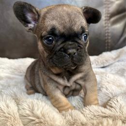 Griz - Fawn male French Bulldog puppy in Billings, Montana from Yellowstone Frenchies