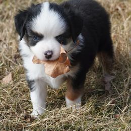 Black Tri Most White 2 Blue Eyes - Black tri male Miniature Australian Shepherd puppy in Lawton, Oklahoma from Lindsey’s Aussies