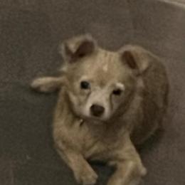 Cody - Chihuahua