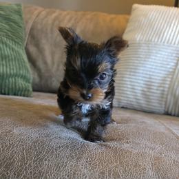 Yorkshire Terrier puppies from 5 River Puppies