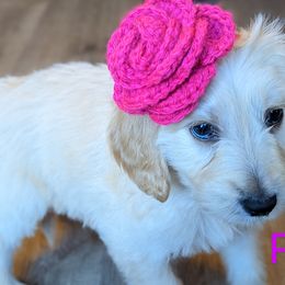 Girl 1 - Cream Goldendoodle puppy in Texas from Hoppi Sensory Doodles