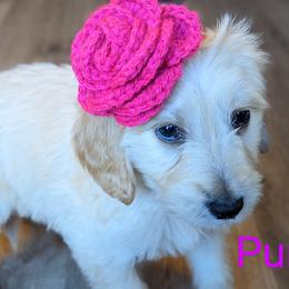 Girl 1 - Cream Goldendoodle puppy in Texas from Hoppi Sensory Doodles