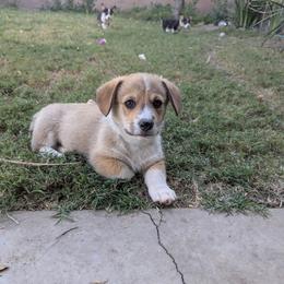 Ghost - Sable male Pembroke Welsh Corgi puppy in Garden Grove, California from Corgi Noodles Garden