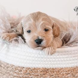 Bernedoodle and Goldendoodle Puppies from Hommel’s Mini Darling Doodles