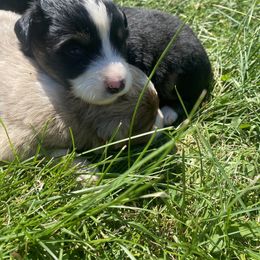 French Bulldogs, Miniature Australian Shepherds, and Toy Australian Shepherds from Water Wheel Farm