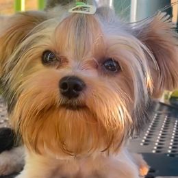 Luni - Yorkshire Terrier