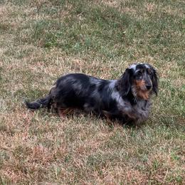 Odie - Dachshund
