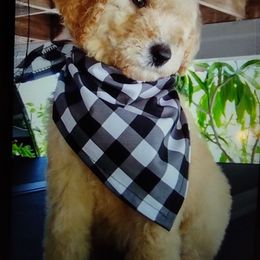 Poodle All Grown Up from Bellas Beauty’s