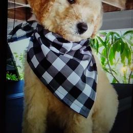 Poodle All Grown Up from Bellas Beauty’s