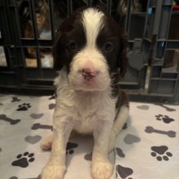 Girl 1 - Liver and white female English Springer Spaniel puppy in Knoxville, Maryland from Shay-Dee Springers
