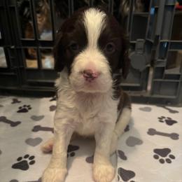 Girl 1 - Liver and white female English Springer Spaniel puppy in Knoxville, Maryland from Shay-Dee Springers