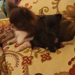 Chihuahua Puppies from Elegant Exotic Chihuahua's