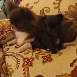 Chihuahua Puppies from Elegant Exotic Chihuahua's