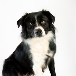 Phoebe - Australian Shepherd