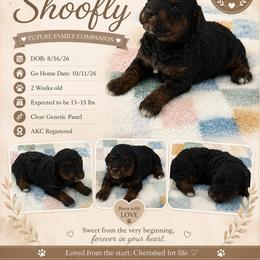 Shoofly - Pending - Phantom male Poodle puppy in Grass Valley, California from Sapphire Ridge Poodles